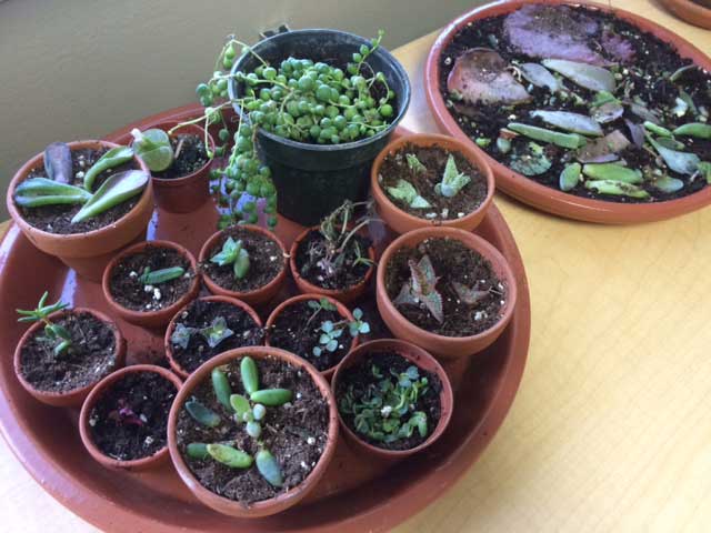 table with a plate of pot holders filled with succulents