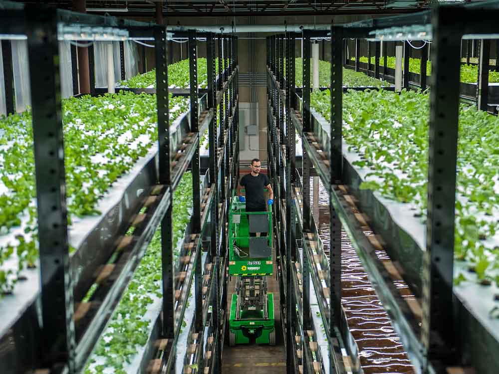 Man on a forklift working in the aisle of a vertical grow room.