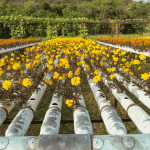 Hydroponic flower farm